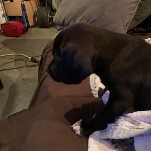 Meet your Posher, Phillip